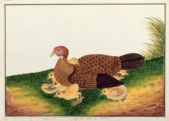 Dschungelhuhn mit ihren Küken, aus Zeichnungen von Vögeln aus Malakka, ca. 1805-18